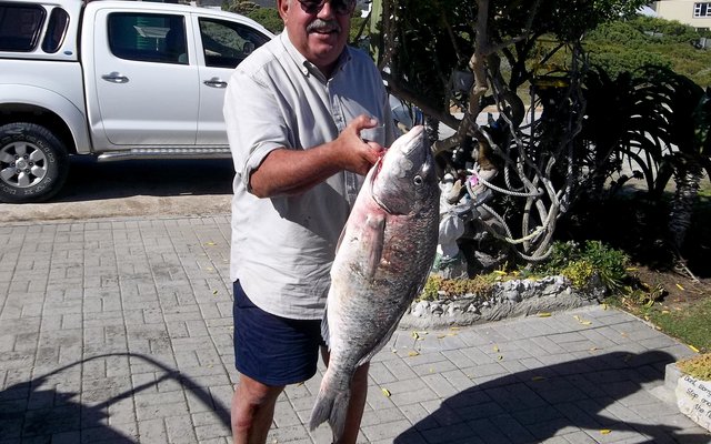 Erhardt Roothman staan breëbors met sy mooi witsteenbras van  5.25 kg wat hy by Otterbaai, op die Plaat, gevang het. Vroeg Saterdag, op die laagwater, en nogal met, soos hy dit noem, “swart rooiaas”. 